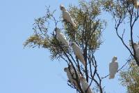 Click for large version