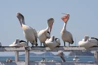 Click for large version