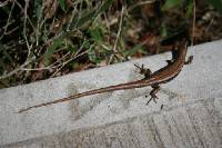 Click for large version