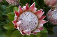 Click for large version