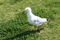 Click for large version