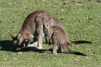 Click for large version