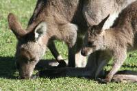 Click for large version