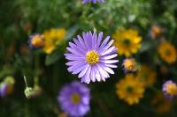 Click for large version